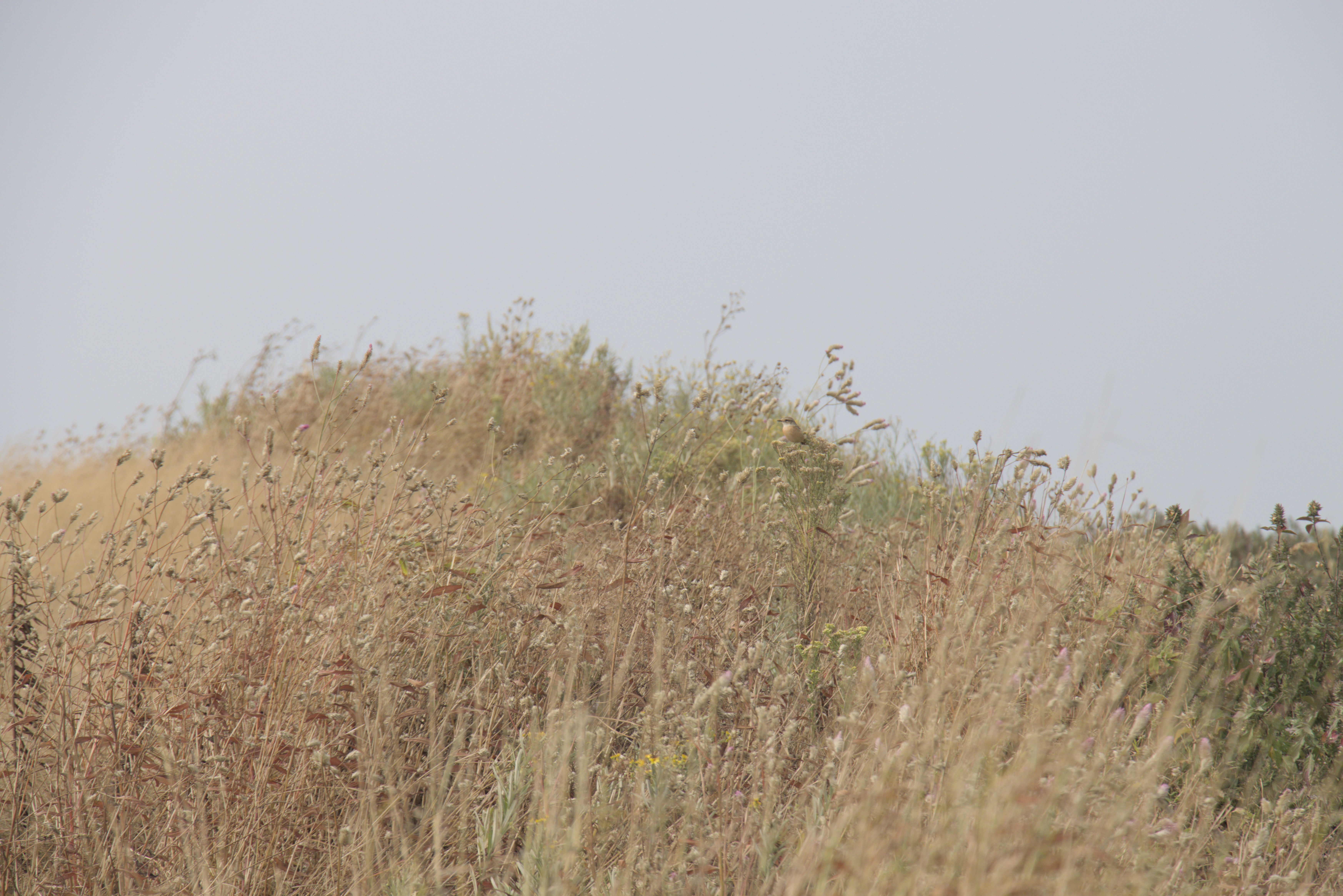 Bird sitting in platue grass.