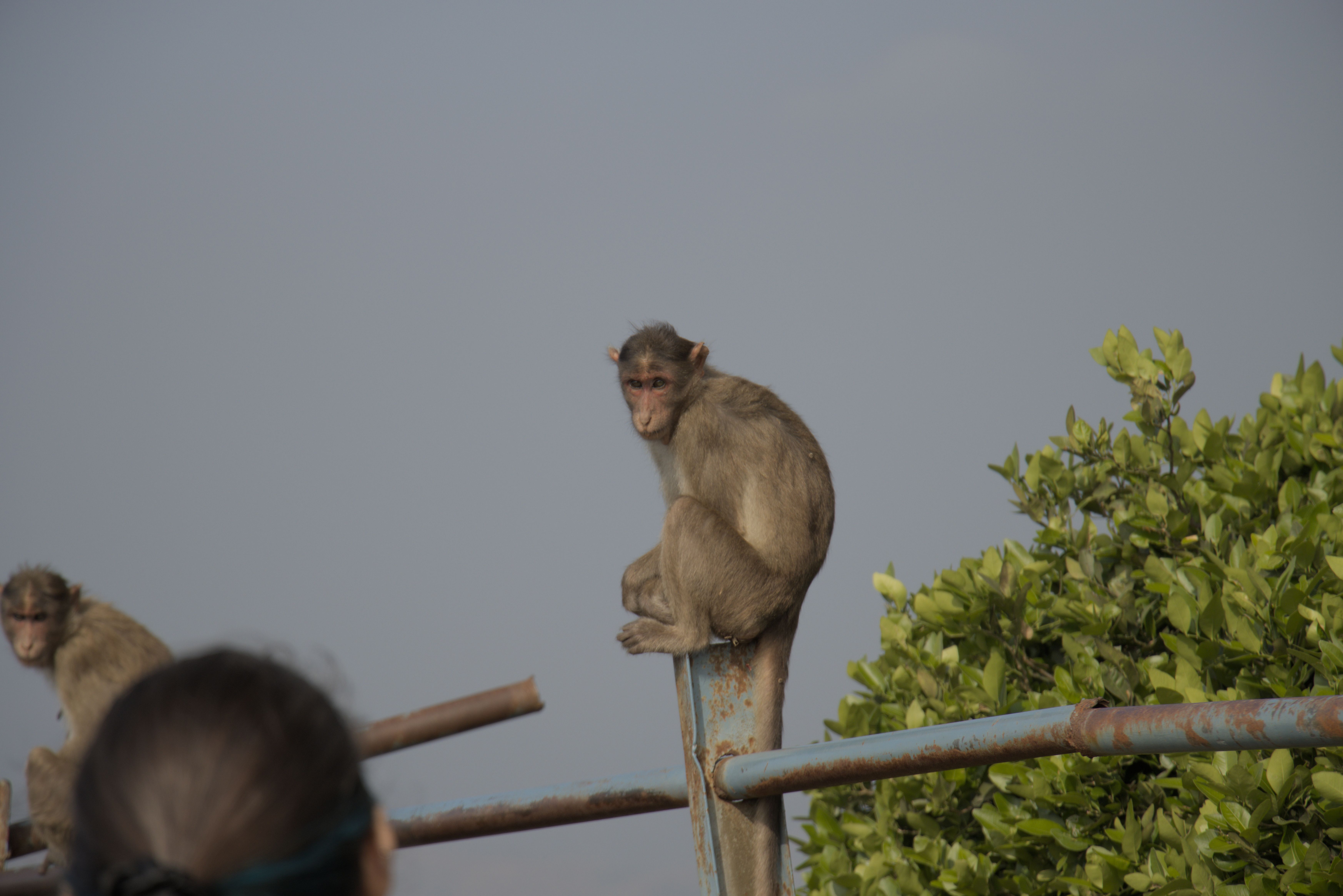 Monkey sitting on fence near Scorpion's Tail path.